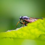 熊貓針價錢詳解：了解市場與使用經驗