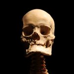 鼻節骨突起的結構與功能分析